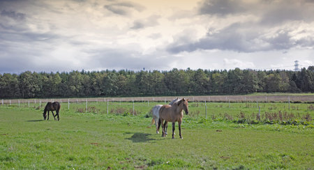 Countryside, herd and horses at farm outdoor for agriculture, landscape and livestock. Equine, field...
