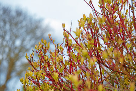 Outdoor, environment and nature with plants in garden for eco friendly, sustainability and growth. Countryside, greenery and bush with leaves in forest for organic, natural and ecology in winterの写真素材
