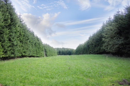 Trees, nature and environment with sustainability, landscape and plants with woods. Empty, outdoor...