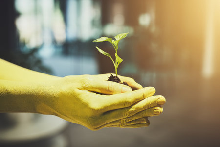 Environment, leaf and soil with hands of person for growth, future and eco sustainability. Support, volunteer and hope with closeup of plant and dirt for community service, seedling and garden.の写真素材