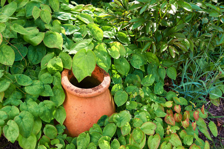 Nature, garden and bush with plant in backyard for blossom, beauty and bloom for landscape. Spring aesthetic, natural background and closeup of leaves, pots and floral for trees, botany and budsの写真素材