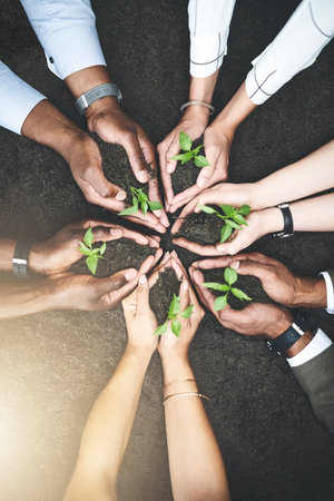 Employees, hands and team for growth in soil, support and help in sustainable environment. Business people, above and group with seedling for eco friendly mission, closeup and zero carbon footprintの写真素材