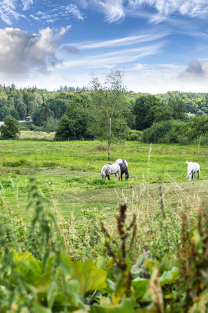 Countryside, nature and horses in field for eating, grazing grass and healthy environment on farm. Agriculture, background and mare in meadow for sustainability, growth and animal wellness on ranchの写真素材