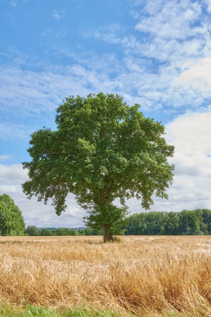 Tree, grass field and nature with blue sky or clouds on farmland for natural growth or sustainability. Empty, landscape and foliage with greenery for eco conservation or agriculture in countrysideの写真素材
