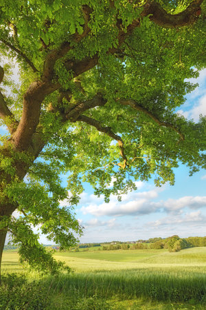 Tree, landscape and leaves with growth, outdoor and field with hardwood, grass and plants in summer. Woods, green and sunshine in nature, countryside and sustainability for environment in Denmarkの写真素材
