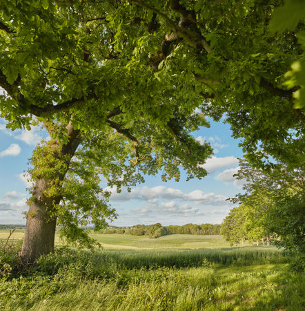 Nature, leaves and tree forest in countryside for sustainability, ecology and wild environment....