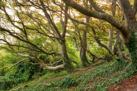 Outdoor, forest and trees with nature, environment and climate change with ecology. Empty, woodlands...