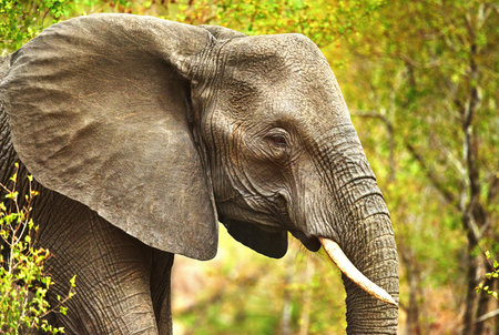 Elephant, wildlife or forest with trees in safari or natural habitat of big animal, herbivore or...