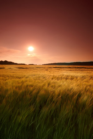 Wheat field, grass and sunset in meadow for agriculture harvest, sustainability or environment....