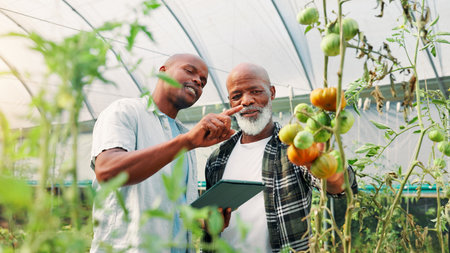 Tablet, black people or farmers in greenhouse for vegetable crops, harvest growth or sustainability. Talking, men and gardeners with tomato plants for gardening, agriculture research and healthy foodの写真素材