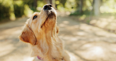 Labrador, park and outdoor on sniff in summer, breathing and scent on path by trees in woods. Dog, animal or pet in nature, countryside or hiking trail in forest, adventure and relax in Australiaの写真素材