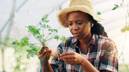 Woman, plant and check roots in greenhouse for growth, crops and inspection with quality assurance. African person, concern and farming with sustainability, review and leaves with agro developmentの写真素材