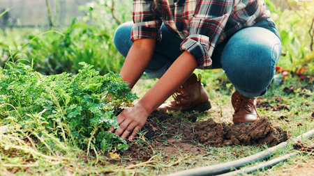Hands, check soil and plants in greenhouse at farm for quality assurance, fertility and dirt with sustainability. Person, process and earth with sprouts, crops and harvest with leaves in summerの写真素材