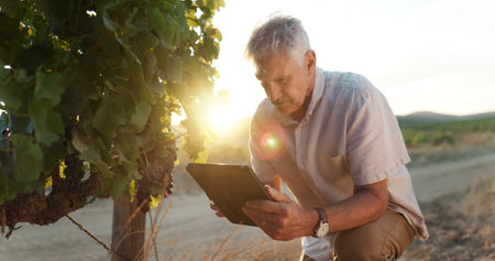 Sustainability, vineyard and senior man with tablet, agriculture and quality control. Farmer, business owner and mature person with tech, organic fruit or harvest with industry, research or inventoryの写真素材