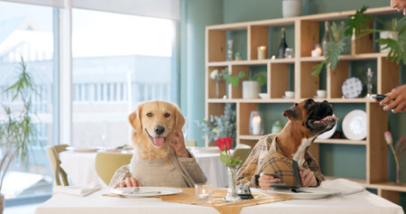 Date, waiter and payment with dogs in restaurant for dinner service, romance and animal loyalty. Fine dining, celebration and relationship with couple for pet friendly cafeteria, love and bondingの写真素材