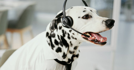 Dog, headset and mic for customer service at call center, listening and support in office at pet insurance agency. Animal, dalmatian and connection with voip, contact us and help desk at workplaceの写真素材