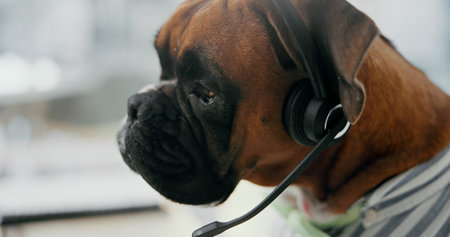 Dog, consultant and call center with headset for pet insurance, service or advice at office. Canine, agent and mic with technology for vet consultation, animal health or puppy assistance at workplaceの写真素材