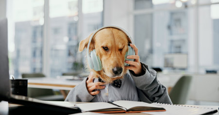 Headphones, dog and office with music at desk for motivation, sound and productivity. Golden retriever, pet friendly workplace and audio with podcast for comic or funny work environment with animalの写真素材
