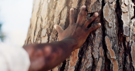 Person, tree and hand with woods, nature or forest for hope, love or sustainability on Earth day. Outdoor, eco friendly closeup or climate change protest for deforestation, countryside or environmentの写真素材