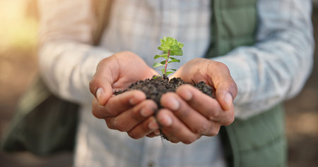 Closeup, hands and plant with soil for sustainability, growth and eco friendly for earth day....