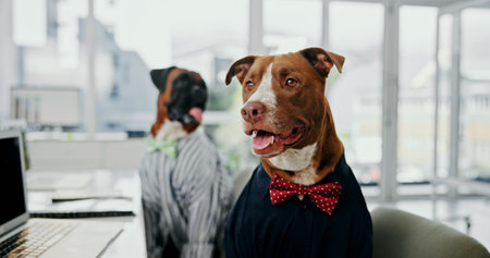 Office, laptop and reading with business dog with bowtie for administration, online report or research. Computer, humor or comic with pitbull employee in professional workplace for project managementの写真素材