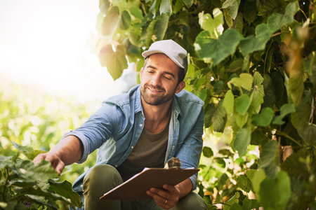 Farmer, agriculture and check crop on farm for growth, quality assurance and vegetable production. Man, inspection and agro food business with sustainability or ecology in countryside for harvestの写真素材