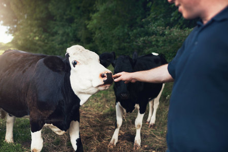 Hand, farmer and cow for touch, care with check for stock, health or safety on field in countryside. Animal, cattle and man on grass for milk, meat and dairy production with free range in Argentinaの写真素材