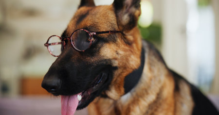 Dog, glasses and home with tongue out for funny joke, humor or pet prescription at shelter. Animal, german shepherd or breed with eye care or spectacles for sight, vision or canine insurance in comicの写真素材