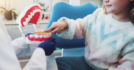Hands, child and dentist with teeth model for medical check, mouth hygiene or dental health. Tooth decay, brushing procedure and teaching patient in clinic for oral care, advice or plastic moldの写真素材