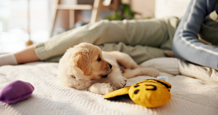 Toys, playing and woman with puppy on bed for learning, development and bonding after adoption. Pet owner, bedroom and person with Golden Retriever dog for relaxing, relationship and animal careの写真素材
