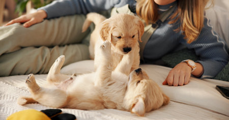 Home, playing and woman with puppies on bed for learning, development and bonding after adoption. Pet owner, bedroom and person with Golden Retriever dogs for relaxing, relationship and animal careの写真素材