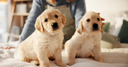 Person, hands or dog with puppy or labrador for animal welfare or healthcare on bed in home. Cute, pet owner or rub with companion pair for comfort, shelter or safety and security in bedroom or houseの写真素材