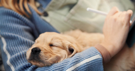 Owner, sleeping and tablet with puppy on lap of person in home for bonding, break or online study. Dog, relax or writing with pet labrador and university student in apartment for remote educationの写真素材