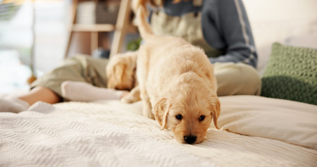 Woman, playing and dog on bed for animal welfare, puppy adoption or labrador in home. Female person,...