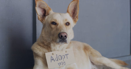 Dog, adoption and shelter with poster for animal charity, welfare or canine rescue in center. Space,...