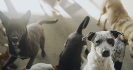 Dogs, shelter and face with group for adoption, care or volunteer center for animal kindness....