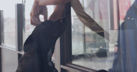 Adoption center, dog and hands of person for bonding, companion and comfort in kennel. Animal...