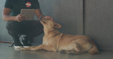 Tablet, adoption center and man with dog for online application, website and pet information. Animal shelter, sanctuary and person with canine on digital tech for volunteering, rescue and foster careの写真素材