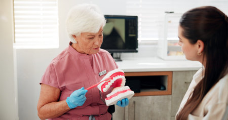 Woman, dentist and mould for brushing teeth in clinic for demonstration, technique and hygiene tips....