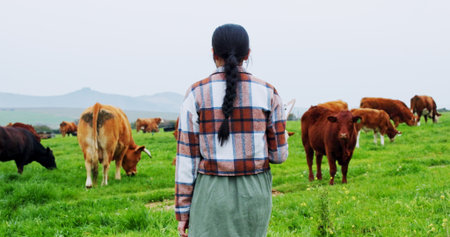 Back, woman and walk on farm with cattle for livestock, meat production and sustainable dairy business. Farmer, female person and journey in field for grass fed cows, animals and organic agriculture.の写真素材
