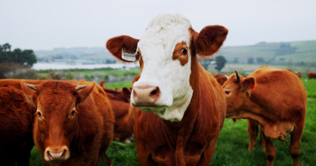 Environment, portrait or cattle in field for agriculture, conservation or sustainable farming with landscape. Organic, livestock or animal in nature for ecology, meat or milk production on cow ranch.の写真素材