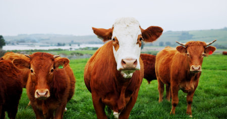 Agriculture, portrait or cow in field with nature, conservation or sustainable farming with...