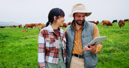Couple, entrepreneur or tablet with cows on grass field, inspection or agriculture in diary farming. Sustainable business, pasture or people with tech to check milk production, cattle or teamworkの写真素材