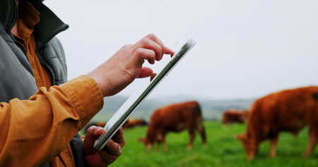 Man, hands and farm with tablet for agriculture, livestock or economic production in countryside. Closeup, male person or farmer with cows, animals or technology for agro business or developmentの写真素材