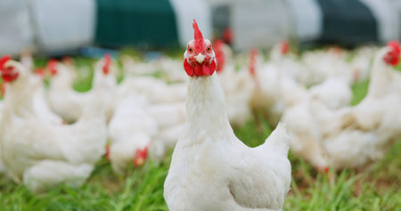 Countryside, portrait of chicken on farm for agriculture, meat production and free range egg ranch. Rural, bird and animal in field for eating grass, sustainable poultry and agro livestock industry.の写真素材