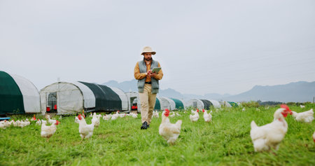 Chicken, farm and man with tablet for agriculture, poultry flock records or livestock update. Animal tracking, report and organic ranch with farmer for sustainable free range eggs in countrysideの写真素材