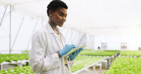 Black woman, tablet and scientist in greenhouse for inspection, review or vegetables for growth....
