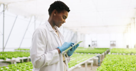 Black woman, tablet and scientist in greenhouse with report, review or vegetables for growth. Person, agriculture and sustainability with tech, app or profile with gmo leafy greens for agro researchの写真素材