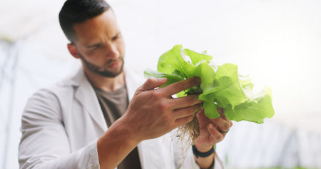 Science, hands and plant inspection in greenhouse for growth progress, crops experiment or research. Botanist, man or monitor vegetation for genome manipulation, sustainable development or agro studyの写真素材