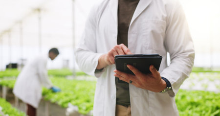 Hands, tablet and scientist in greenhouse for vegetables, click or inspection for growth. Person, agriculture and sustainability with tech, check application and agro research with leafy greensの写真素材